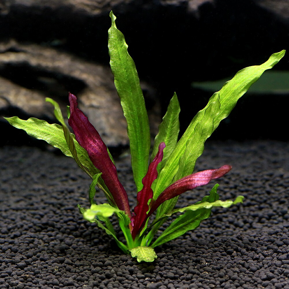 楽天市場】（水草）エキノドルス ミラクル（水中葉）（無農薬）（1株