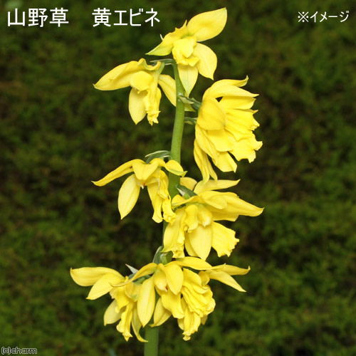 楽天市場】黄エビネの通販