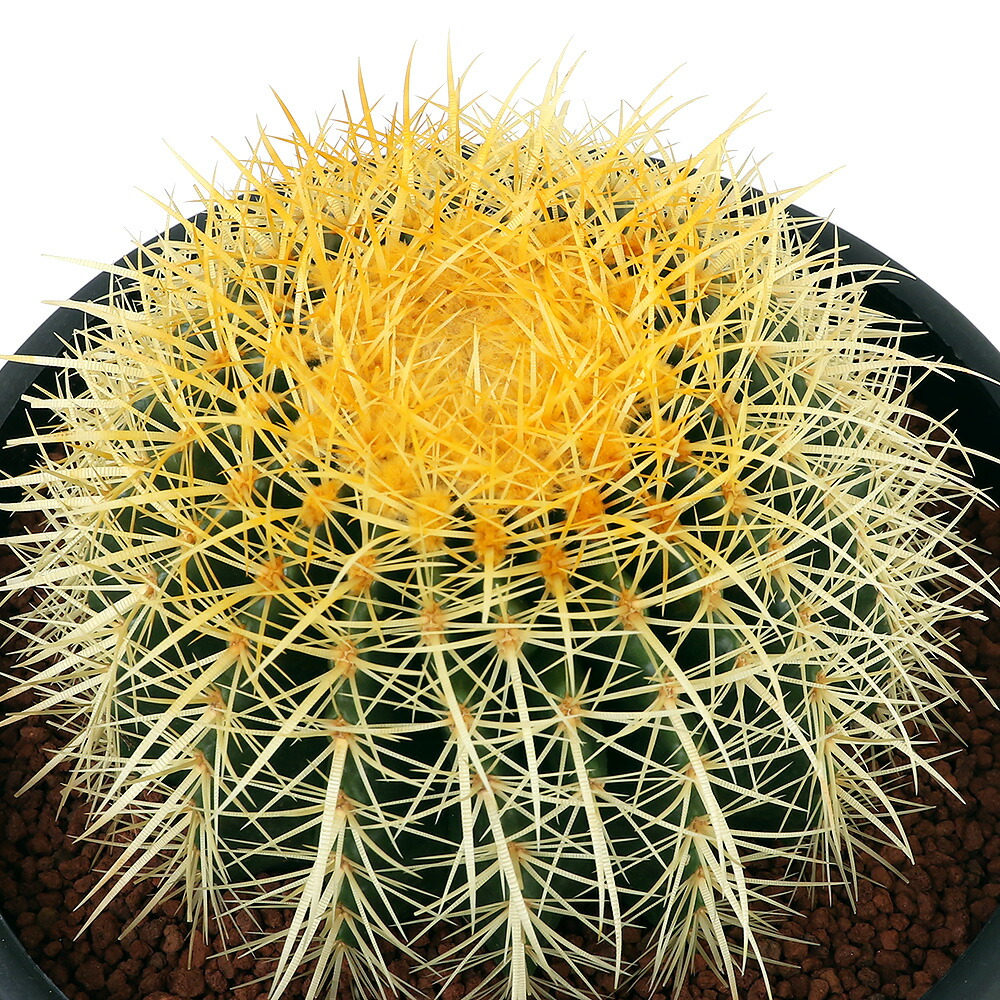 楽天市場】（多肉植物）サボテン エキノカクタス 金鯱（キンシャチ