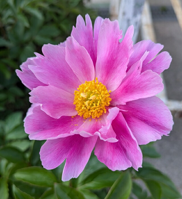 楽天市場】日本芍薬苗（ニホンシャクヤク苗） ピンク系 6号苗 : 千草園芸