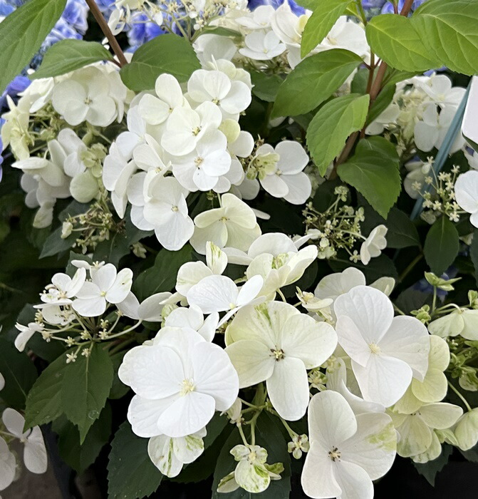楽天市場】【屋外管理苗】ラグランジア シャンデリーニ 5号鉢植え