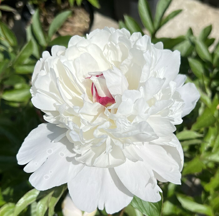 楽天市場】芍薬（シャクヤク） フェスティバマキシマ 4号苗 : 千草園芸