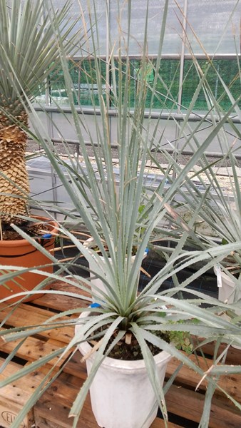 楽天市場】【現品発送】ダシリリオン グラウコフィルム 10号鉢植え