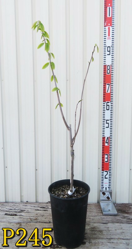 楽天市場】【樹形が選べる現品販売】ポポー NC-1 接ぎ木苗 6号鉢植え