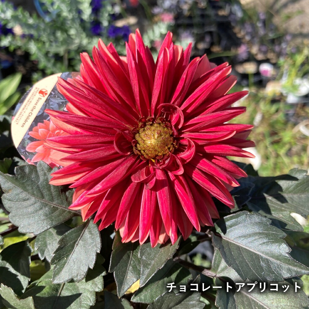楽天市場】【花色で選ぶ】ダリア ラベラグランデ・チョコレート 4号