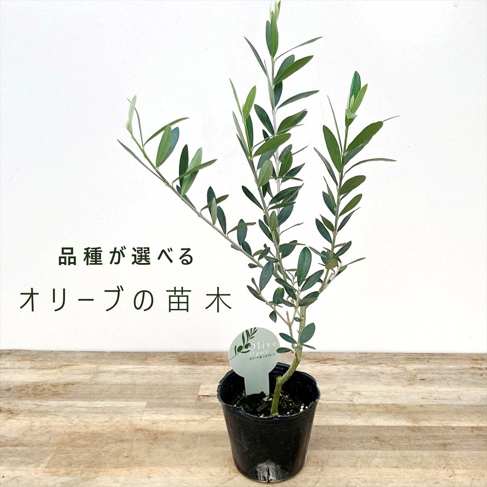 olive_elgreco2.jpg