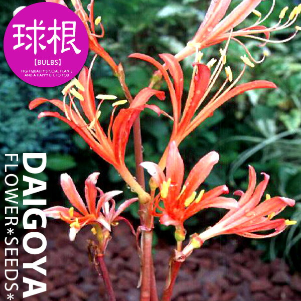 楽天市場】リコリス サンギネア（キツネノカミソリ）(橙)【球根】2球_
