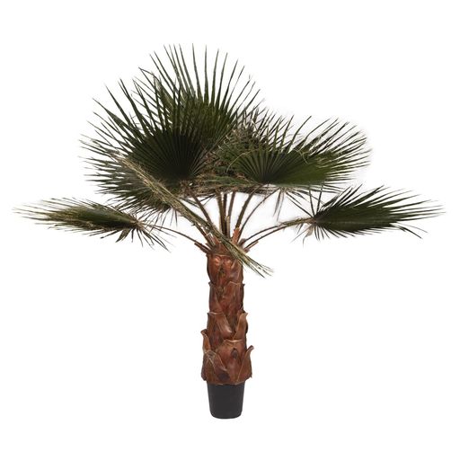 観葉植物 ワシントンヤシ」の人気商品一覧 | 安い商品を通販サイトから