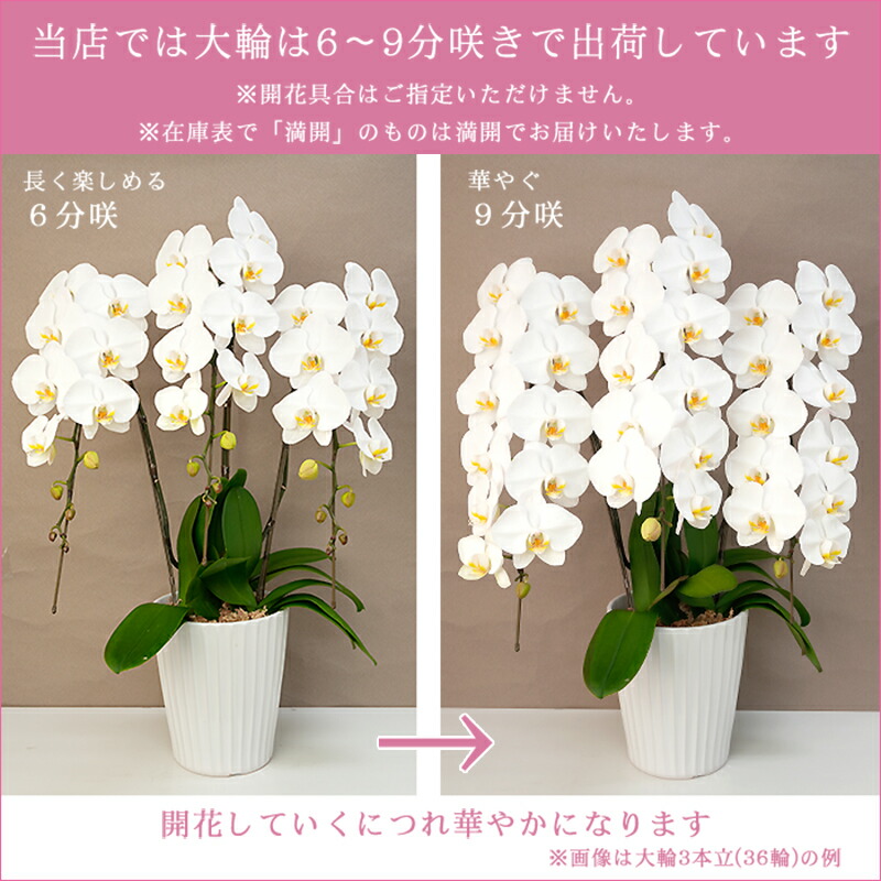 楽天市場】＼楽天ランキング1位／ 胡蝶蘭 大輪 3本立ち 通常30輪