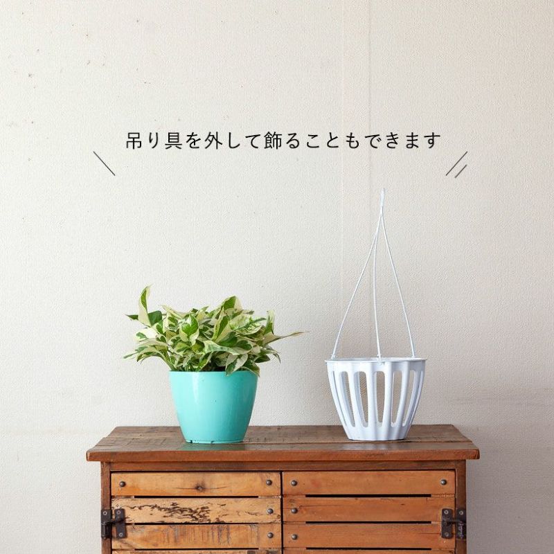 楽天市場】お手頃ハンギング！ポトス・エンジョイ【品質goodです】吊り