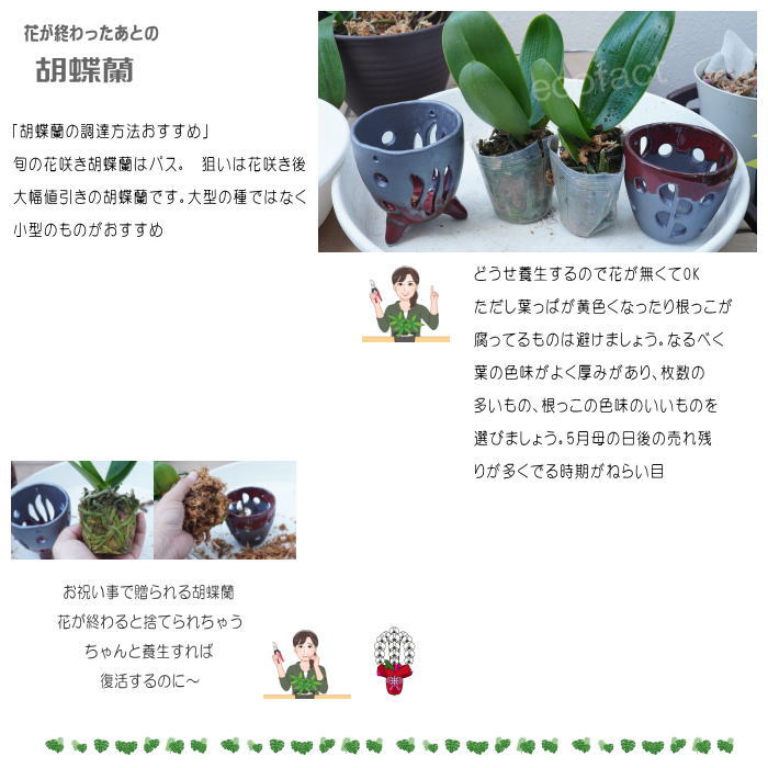 楽天市場】ラン鉢 穴あき鉢 吊り鉢 おしゃれ 陶器鉢 植木鉢 吊るす