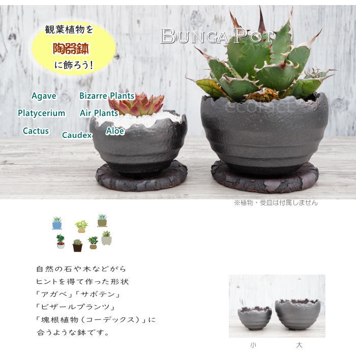 楽天市場】陶器鉢 植木鉢 ミニポット 底穴あり BUNGA POT クラウン 丸