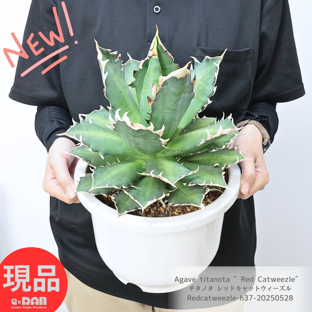 楽天市場】＼ポイント5倍／多肉植物 アガベ 大株 チタノタ レッド
