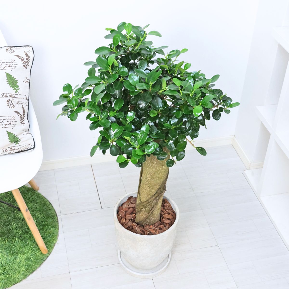 楽天市場】＼ポイント5倍／観葉植物 希少種 コパンダガジュマル 気根