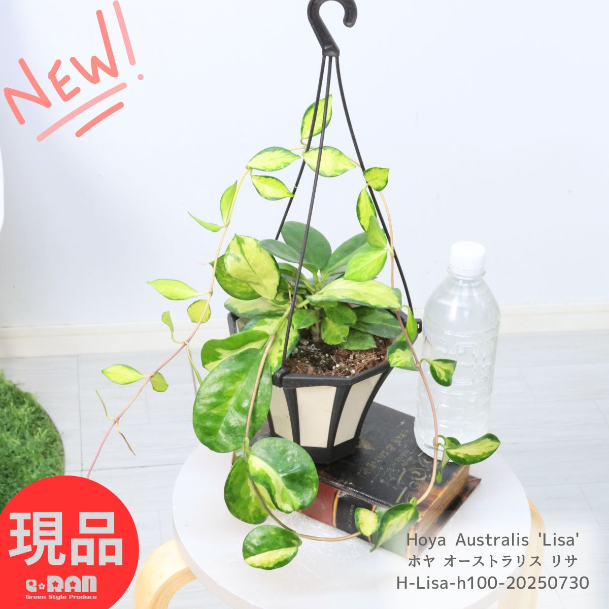 楽天市場】＼ポイント5倍／観葉植物 ハイブリッド種 ホヤ オーストラリ
