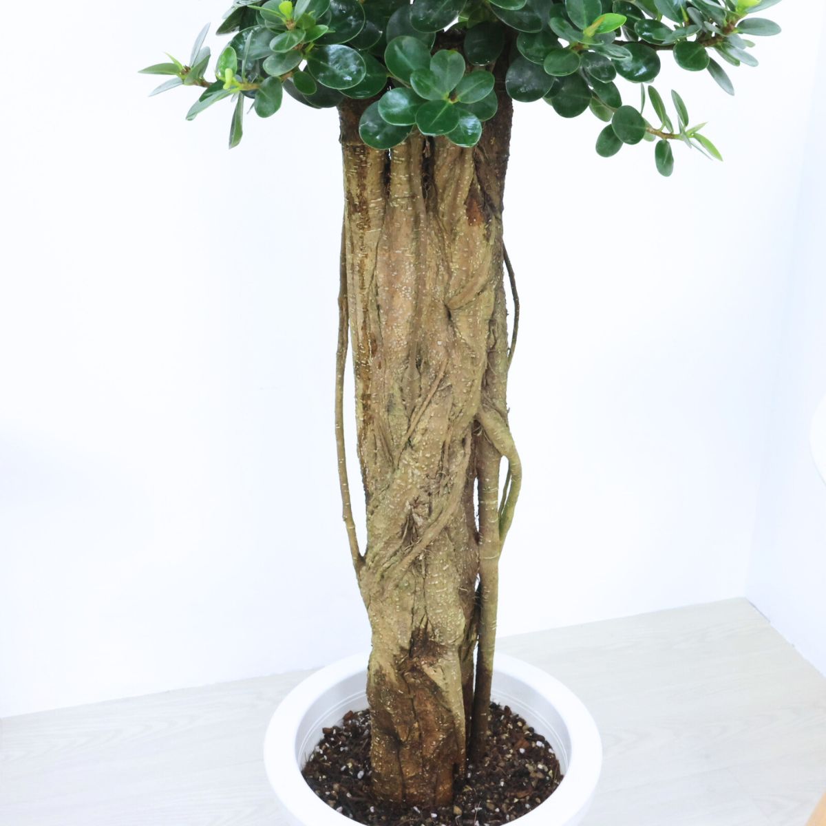 楽天市場】＼ポイント5倍／観葉植物 希少種 コパンダガジュマル 高さ約