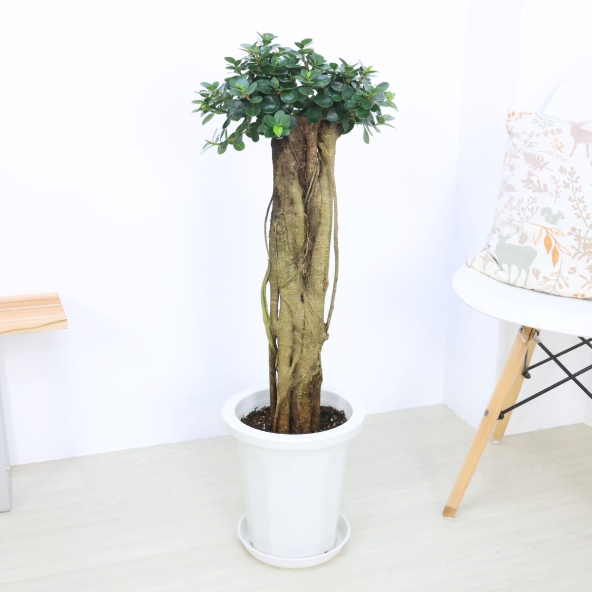 楽天市場】＼ポイント5倍／観葉植物 希少種 コパンダガジュマル 高さ約