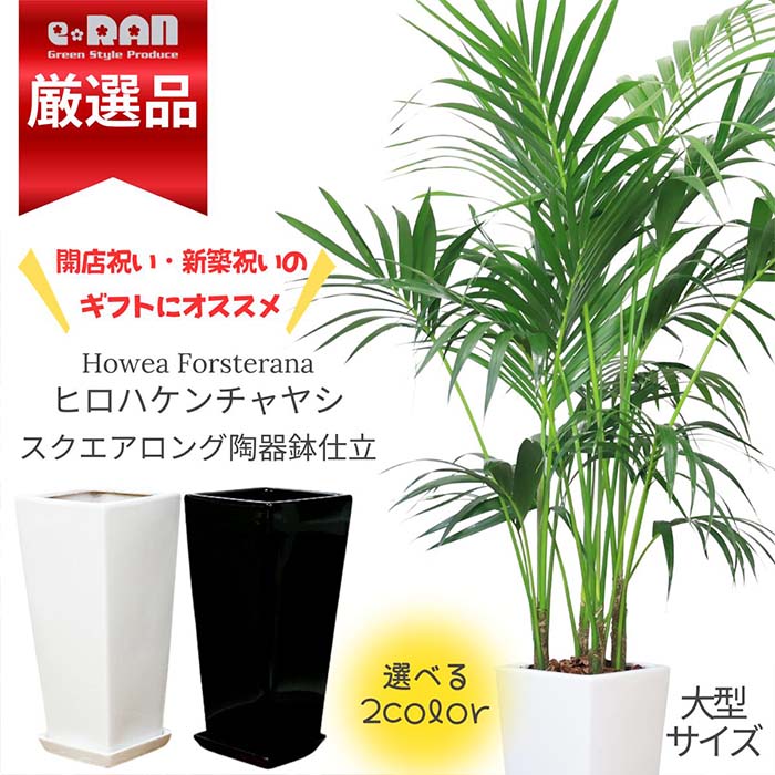 楽天市場】ヒメヤシの通販