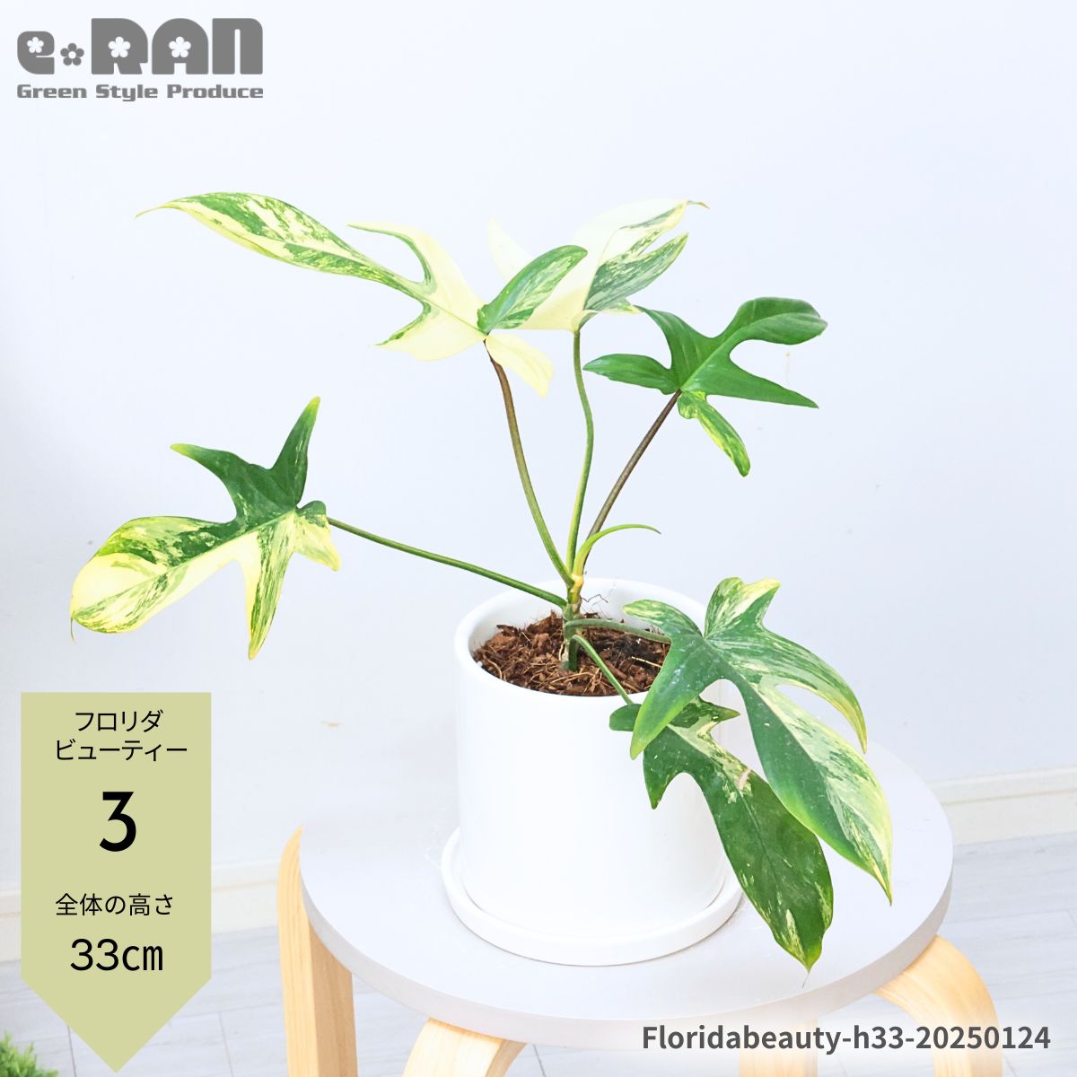 楽天市場】＼ポイント5倍／【選べる現品発送】観葉植物 斑入り