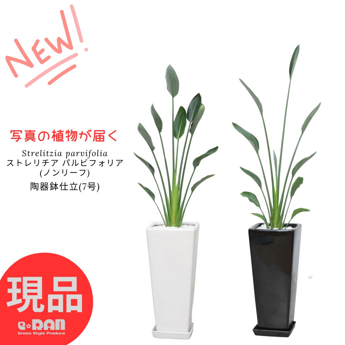 楽天市場】＼ポイント5倍／【選べる現品発送】 鹿児島県産