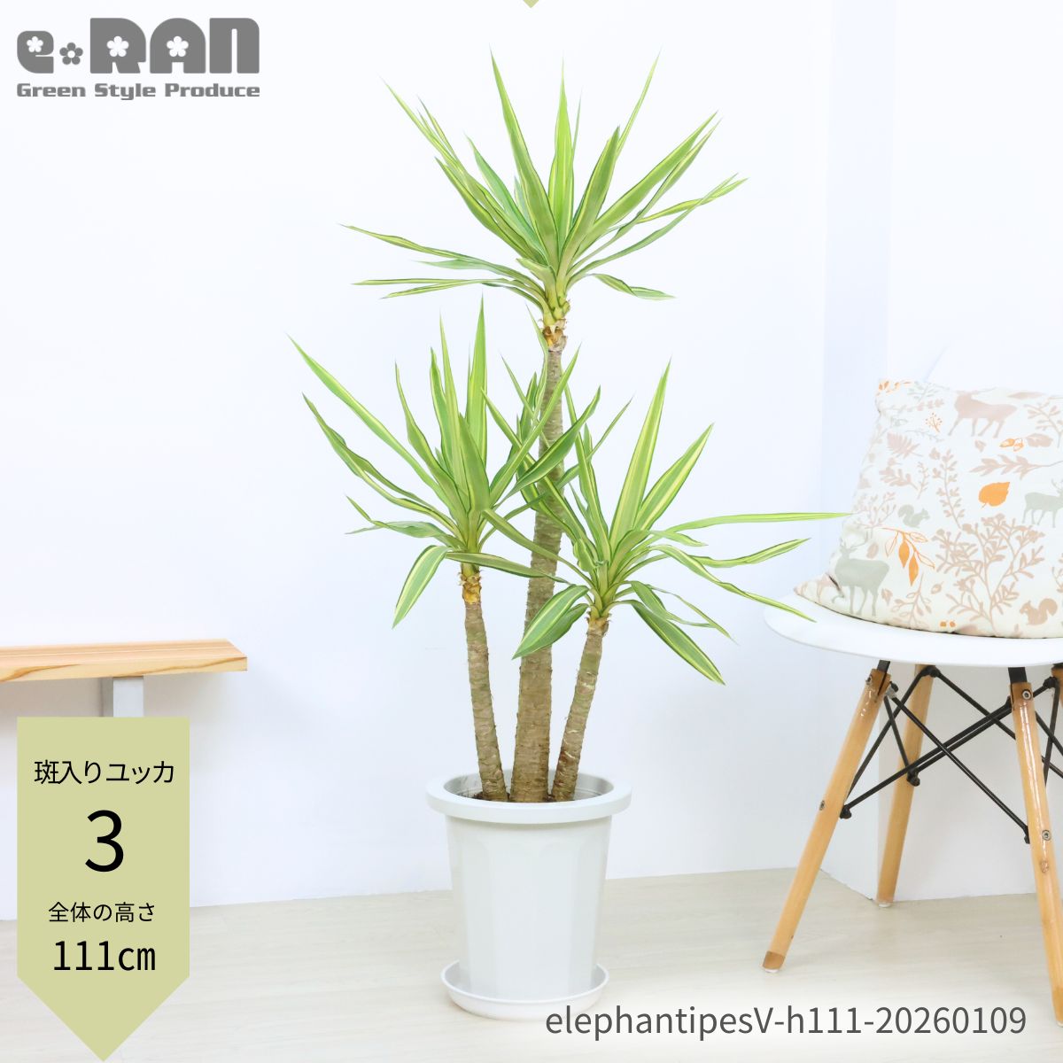観葉植物 8号 ユッカ」の人気商品一覧 | 安い商品を通販サイトから探す