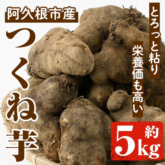 楽天市場】【ふるさと納税】つくね芋(大薯)(約5kg) 鹿児島県 阿久根市