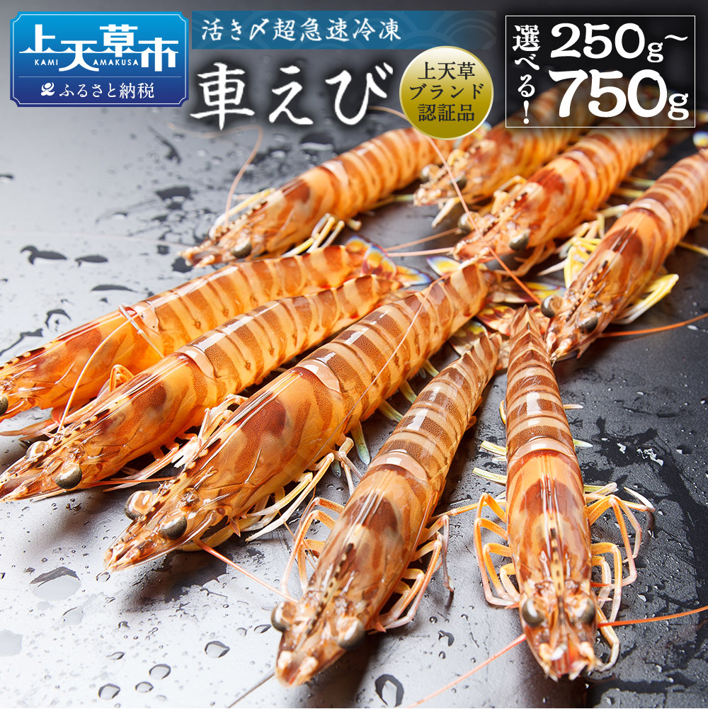 楽天市場】【ふるさと納税】活き〆超急速冷凍 車えび 250g～750g 約8