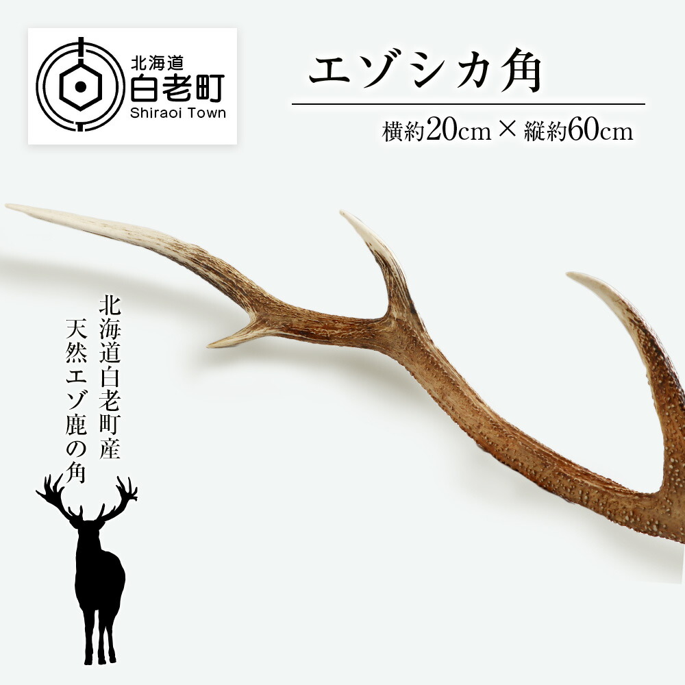 北海道産 蝦夷鹿の角 ② 【バラ角・8本】 エゾシカ えぞ鹿 北海道