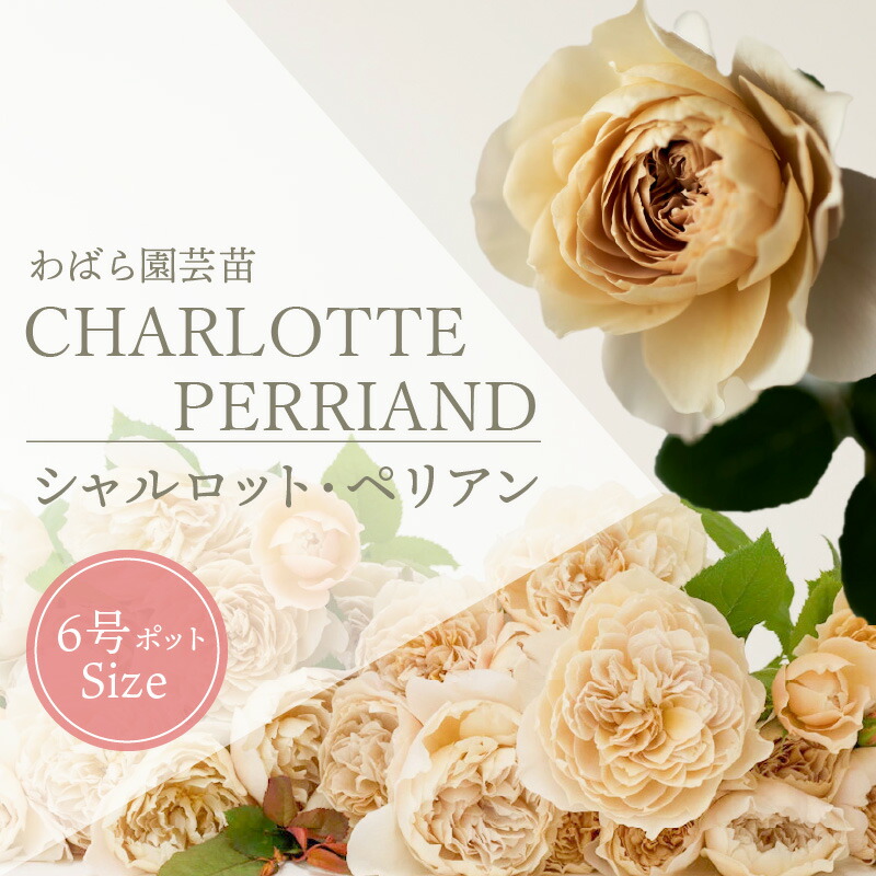 ふるさと納税】鮮やかなバラが庭を彩る 薔薇 苗 シャルロット