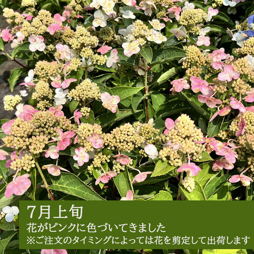 楽天市場】ノリウツギ 苗 【 ダルマノリウツギ 】4号鉢(12cmポット)苗
