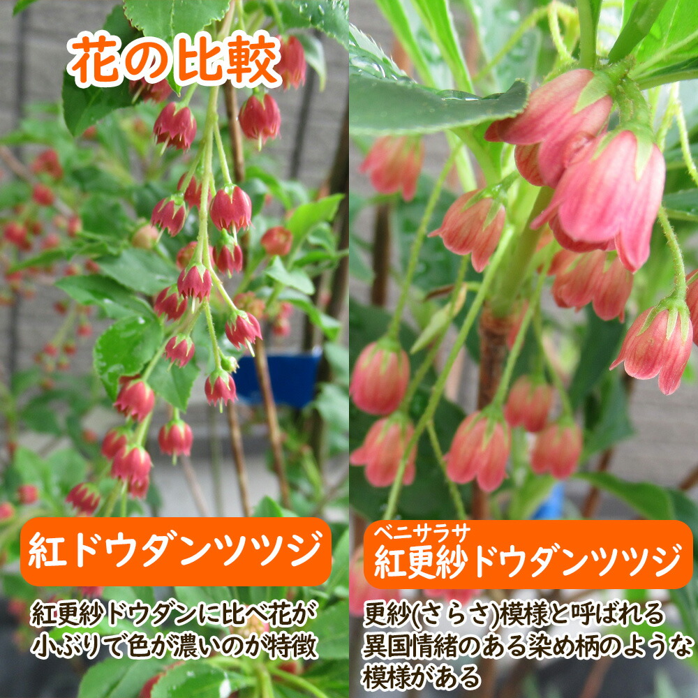 楽天市場】ベニサラサドウダンツツジ 樹高30cm前後 根巻株 【1株】 苗