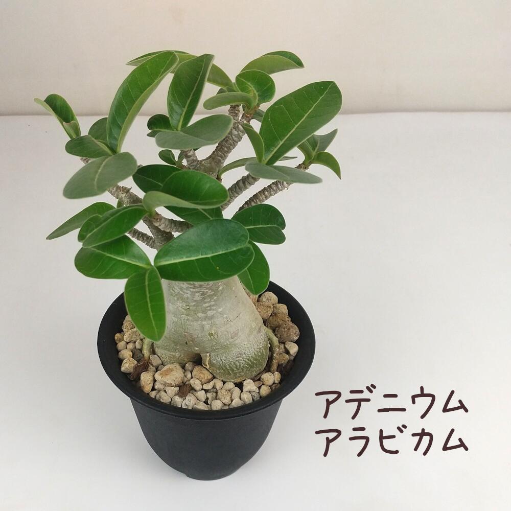 アデニウム コーデックス」の人気商品一覧 | 安い商品を通販サイトから