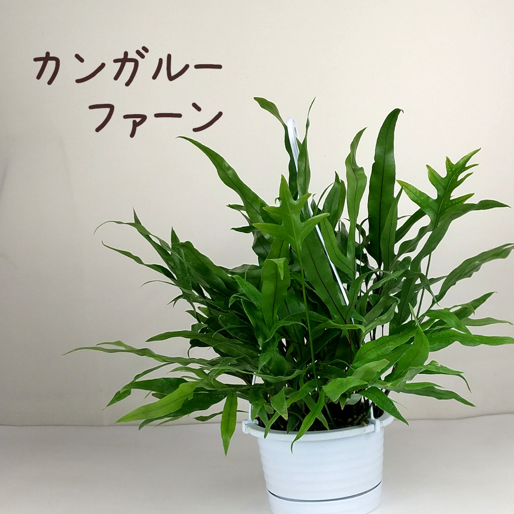 楽天市場】カンガルーファーン 5号 吊り鉢【観葉植物 おしゃれ 新生活