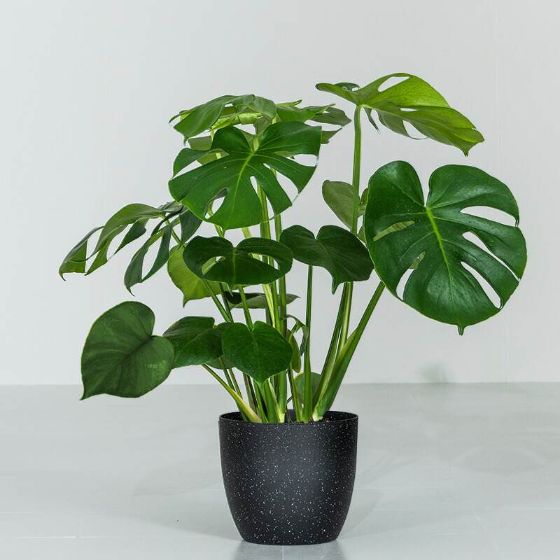 観葉植物 7号 モンステラ」の人気商品一覧 | 安い商品を通販サイトから
