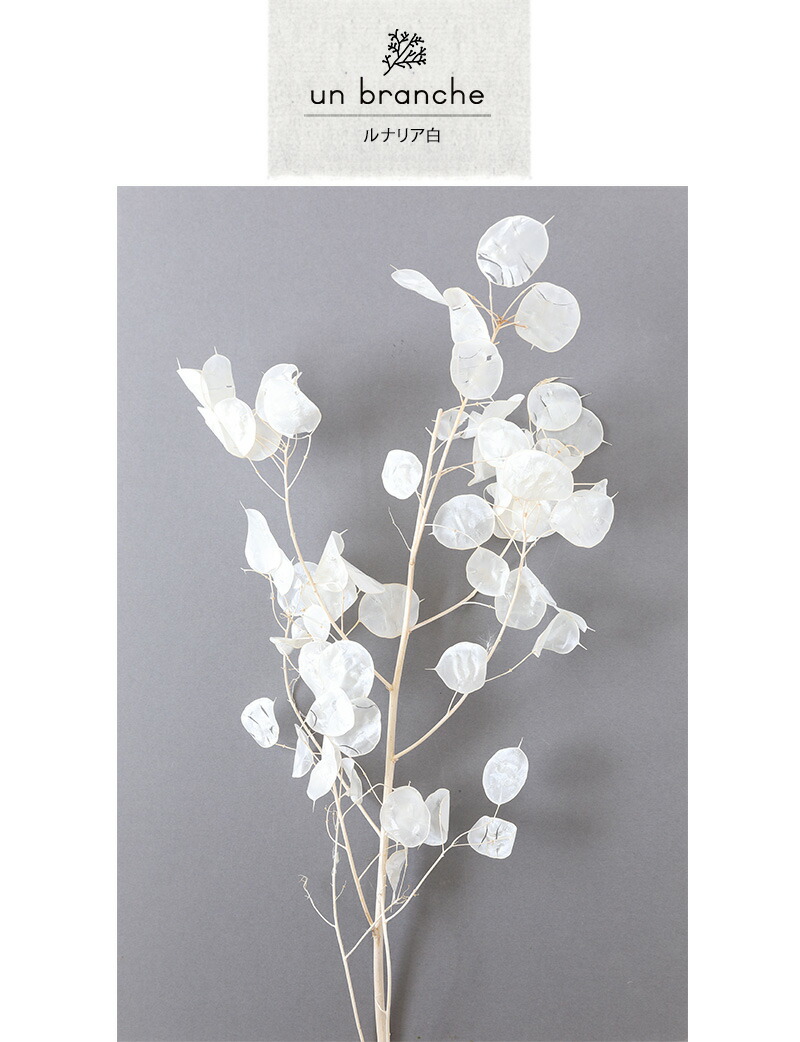 楽天市場】ルナリア白 ドライフラワー ワイルドフラワー 花材 販売