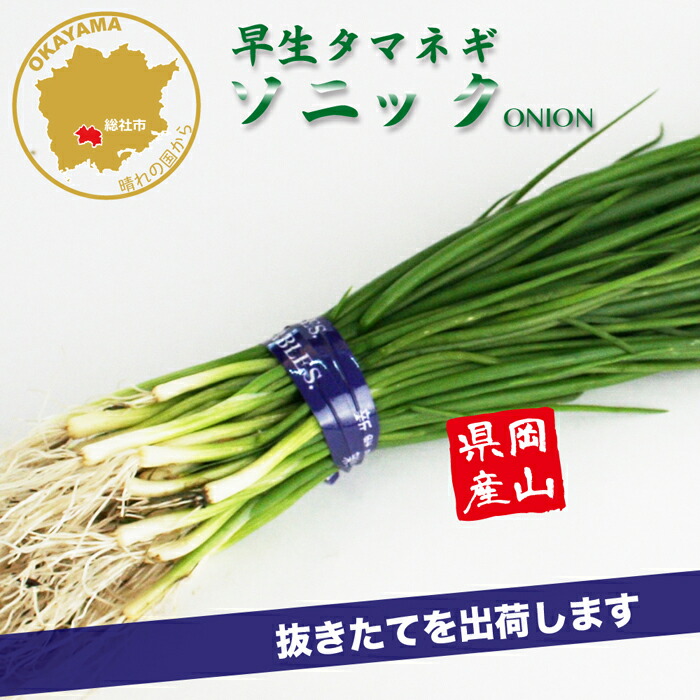 楽天市場】タマネギ ソニック 早生 野菜苗 50本 岡山県産 たまねぎ苗