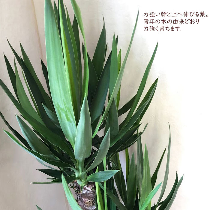 楽天市場】観葉植物 ユッカ 8号鉢 【全国送料無料】青年の木 育て