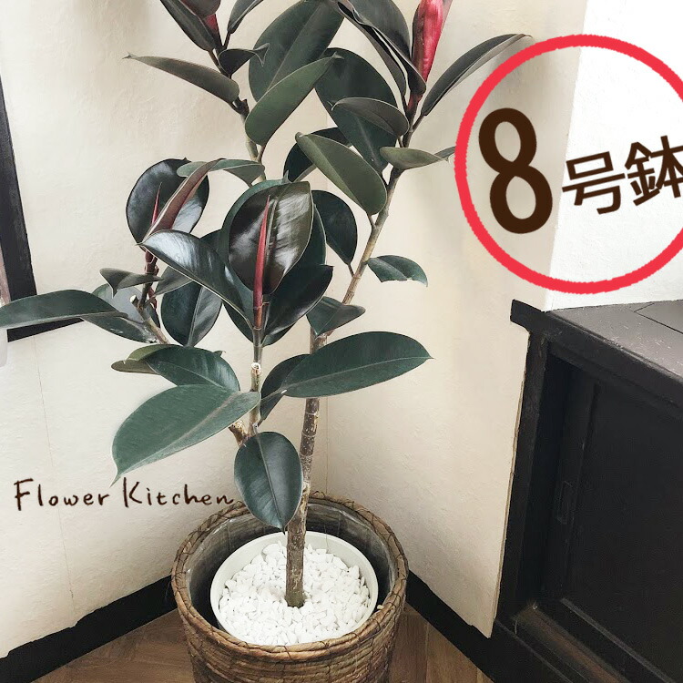 楽天市場】『フィカスバーガンディ8号鉢+茶カゴ』【大型サイズ】ゴムの
