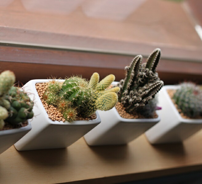 楽天市場】「サボテン 寄せ植え」プチギフト ママ友 陶器鉢 鉢付