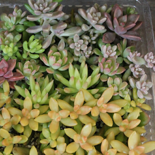 楽天市場】多肉植物 寄せ植え 多肉植物 福袋 カット 苗 「12個セット