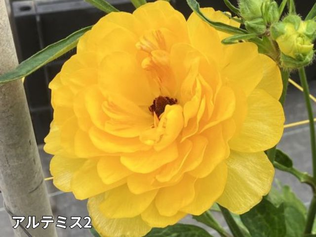 楽天市場】【24種】ラナンキュラス ラックス 4号ポット（花なし〜蕾