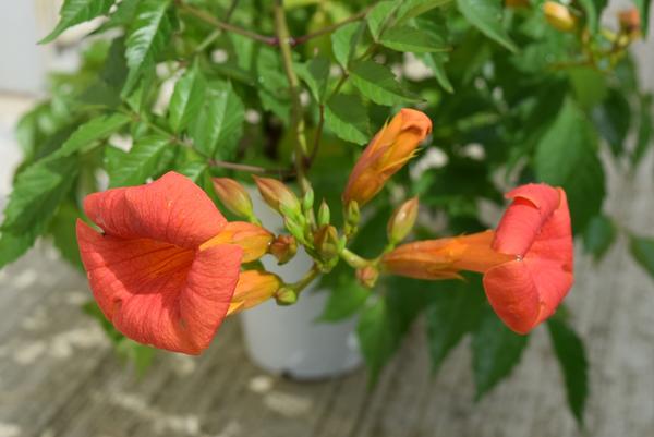 楽天市場】【ノウゼンカズラ】凌霄花 オレンジの花 庭木 つる植物 育て