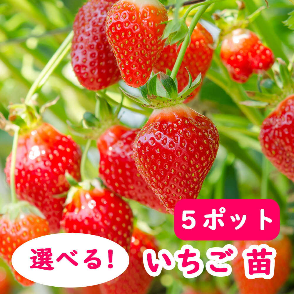 楽天市場】とちおとめ 苗の通販