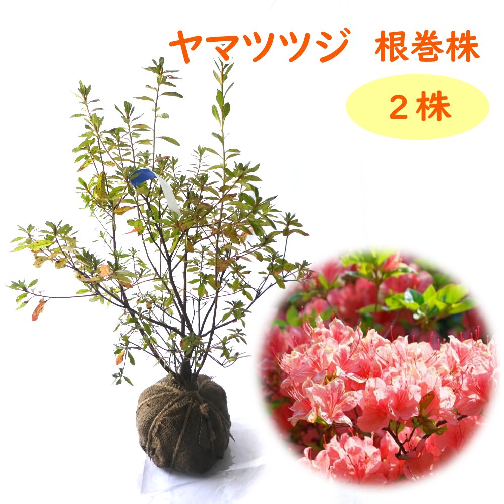 楽天市場】ヤマツツジ ピンク 根巻株 【 2株 】 樹高約40cm 苗 苗木