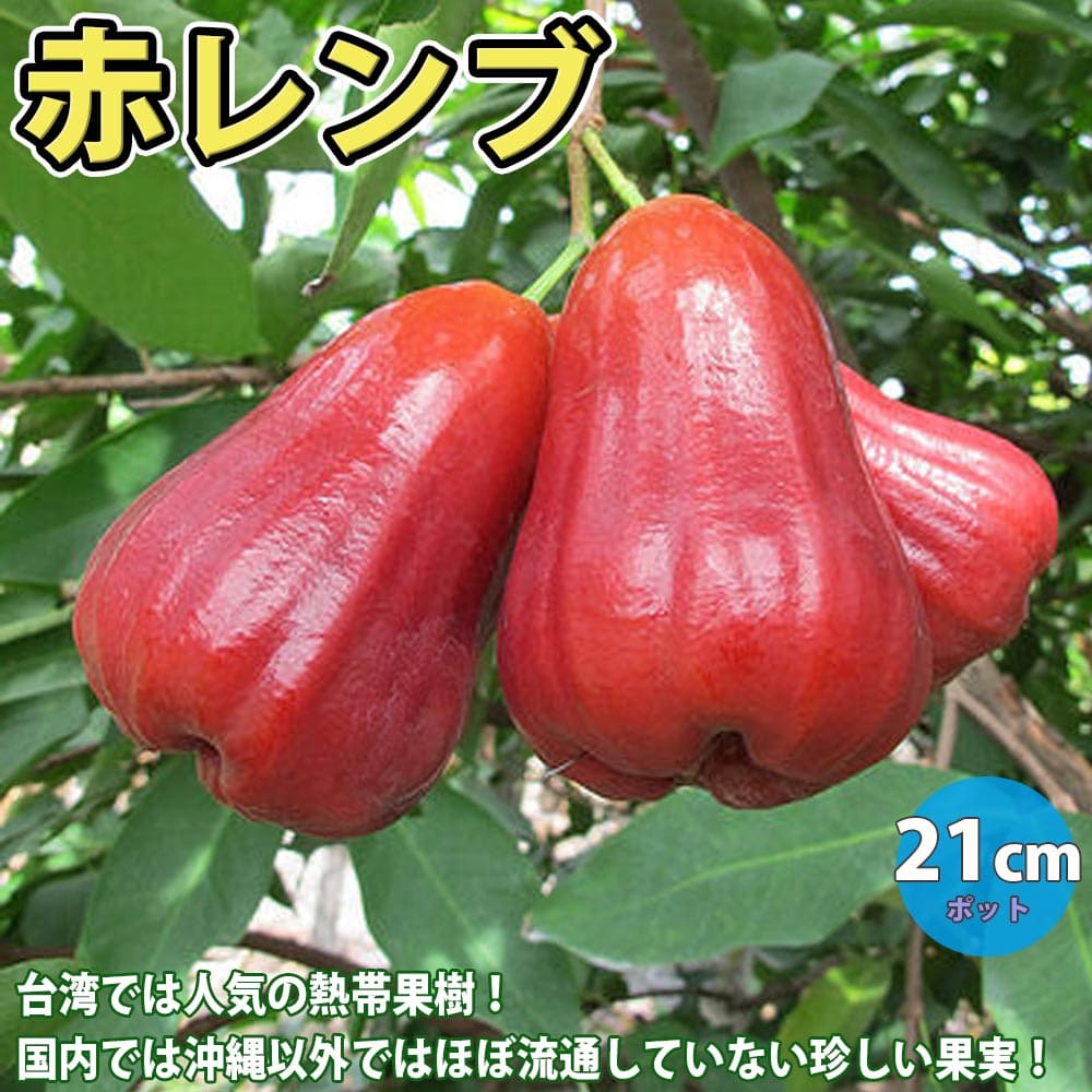 楽天市場】【マラソン☆ポイント5倍】赤レンブの苗木 果樹苗 2年生実生