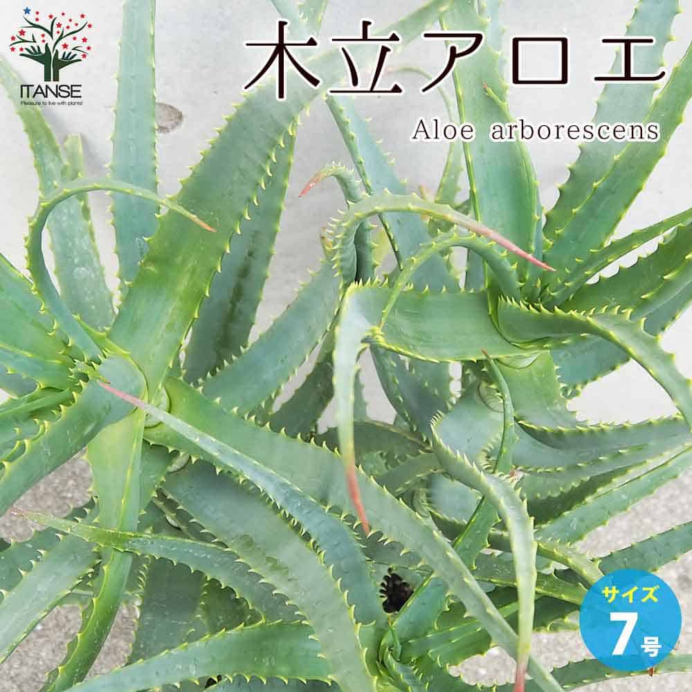 楽天市場】【マラソン☆ポイント5倍】木立アロエ 多肉植物 7号鉢大苗