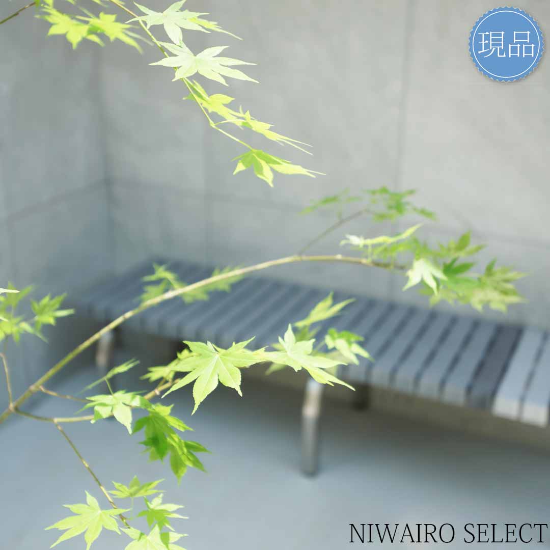 楽天市場】【現品】山採り【ヤマモミジ】紅葉 本株立ち 自然風樹形