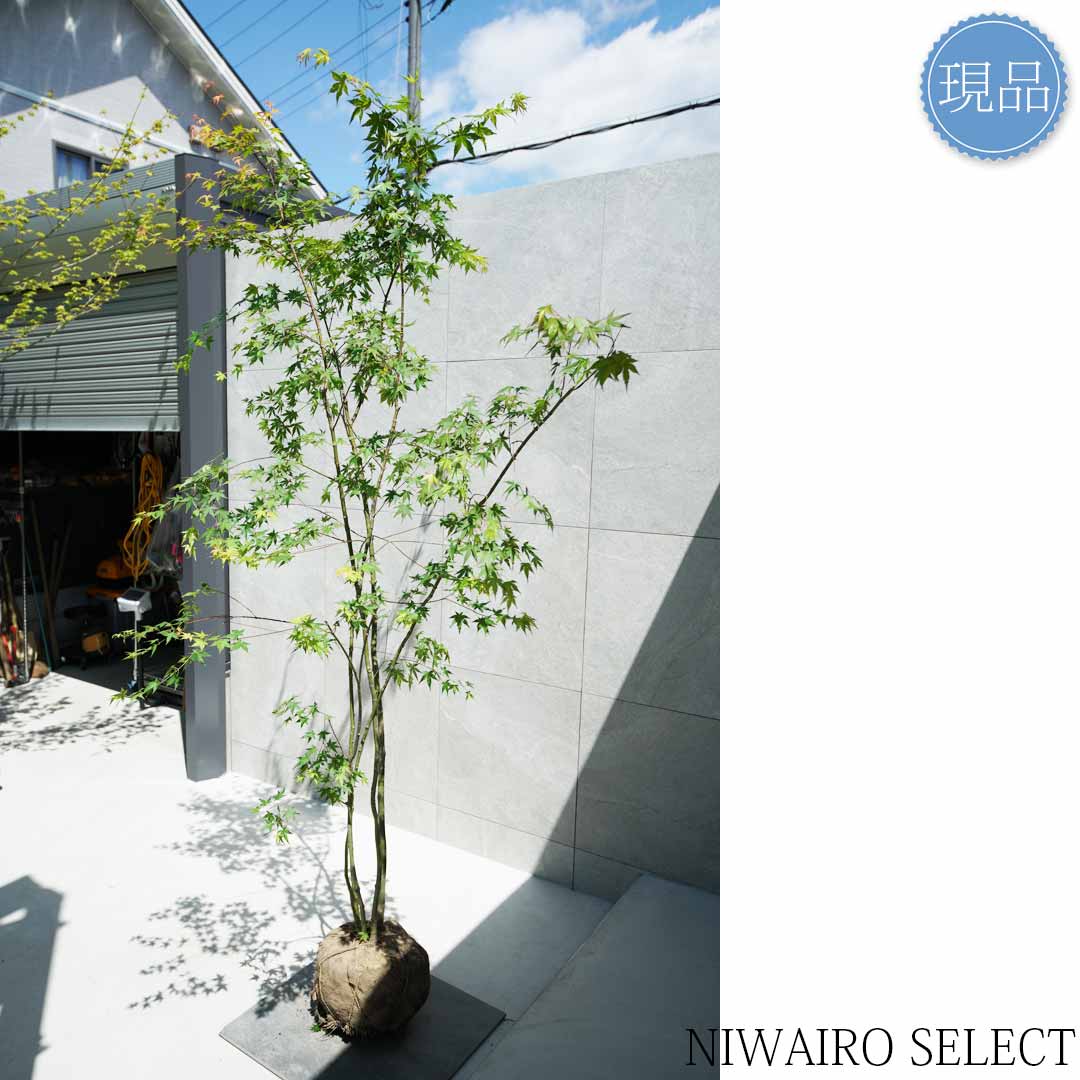 楽天市場】【現品】山採り【イロハモミジ】紅葉 株立ち 自然風樹形