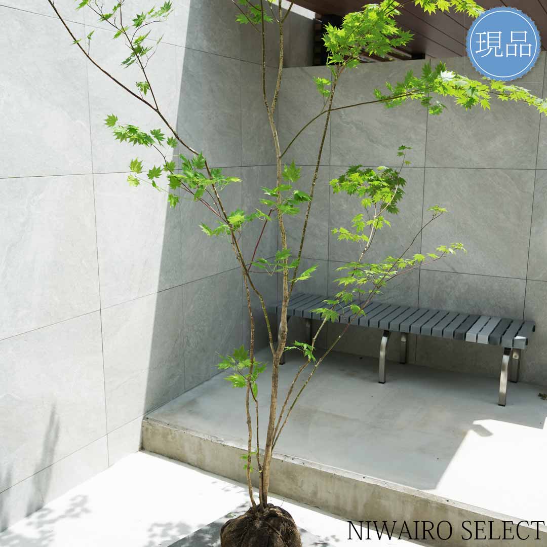 楽天市場】【現品】山採り【ヒナウチワカエデ】雛団扇楓 株立ち 自然風