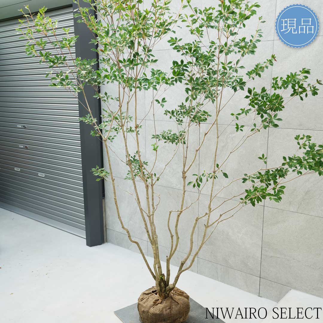 楽天市場】【現品】山採り【大型ドウダンツツジ】灯台躑躅 本株立ち